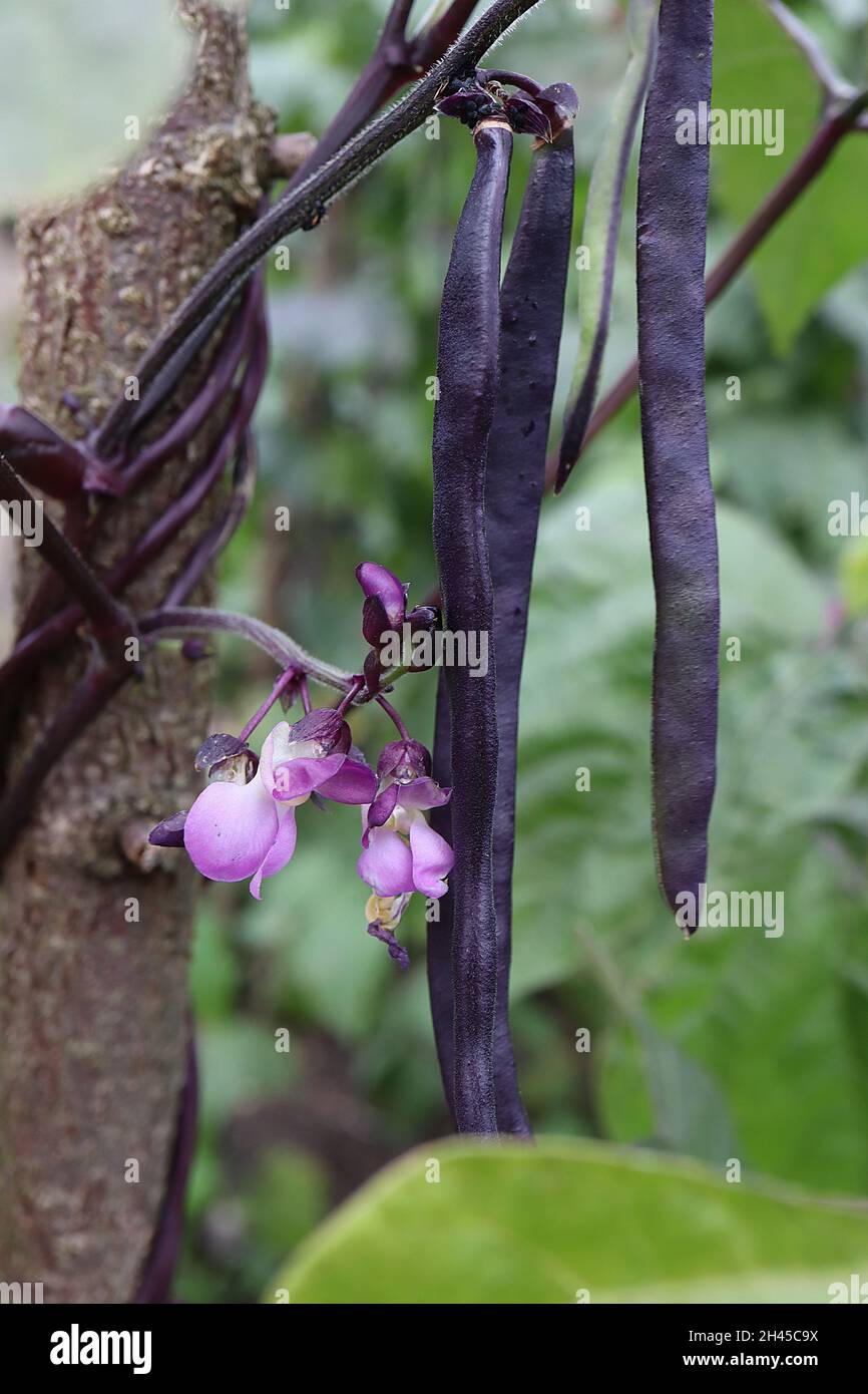 Phaseolus vulgaris «Brunhilde» arrampicata fagiolo francese Brunhilde – fiori viola a forma di pisello, gemiti di steli viola scuro, foglie di metà verde a forma di cuore, Foto Stock