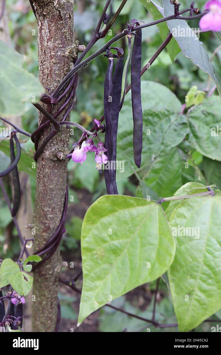 Phaseolus vulgaris «Brunhilde» arrampicata fagiolo francese Brunhilde – fiori viola a forma di pisello, gemiti di steli viola scuro, foglie di metà verde a forma di cuore, Foto Stock