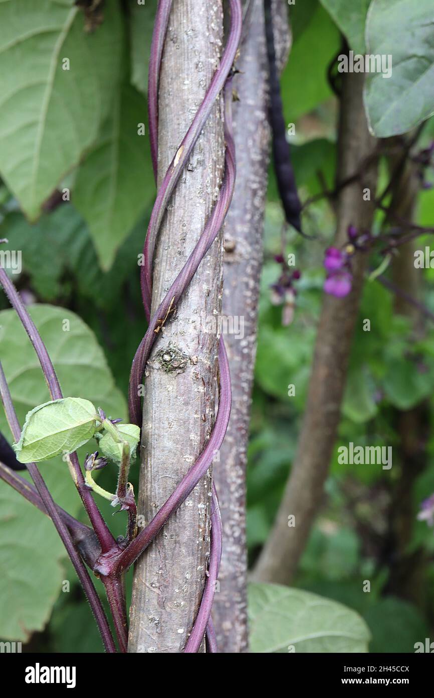 Phaseolus vulgaris «Brunhilde» arrampicata fagiolo francese Brunhilde – fiori viola a forma di pisello, gemiti di steli viola scuro, foglie di metà verde a forma di cuore, Foto Stock
