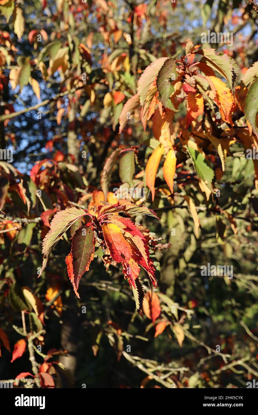 Prunus Shosar Cherry Shosar – foglie di ovato giallo, arancione e verde medio con estremità appuntite, ottobre, Inghilterra, Regno Unito Foto Stock