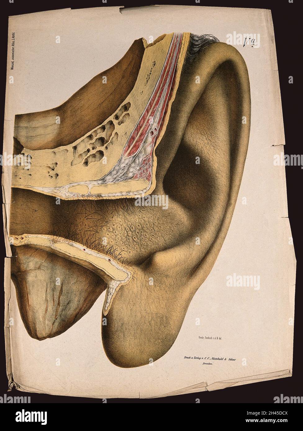 L'orecchio: Sezione che mostra la struttura esterna. Litografia a colori di F. Foedisch, ca. 1875. Foto Stock