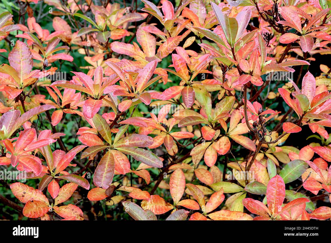 Rhododendron luteum giallo azalea – giallo ellittico lucido, arancio, rosso e verde scuro foglie, ottobre, Inghilterra, Regno Unito Foto Stock