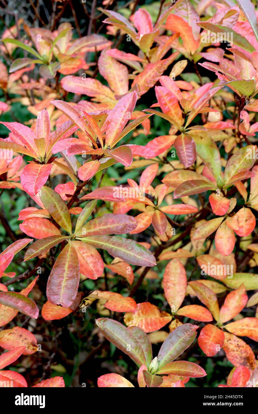 Rhododendron luteum giallo azalea – giallo ellittico lucido, arancio, rosso e verde scuro foglie, ottobre, Inghilterra, Regno Unito Foto Stock