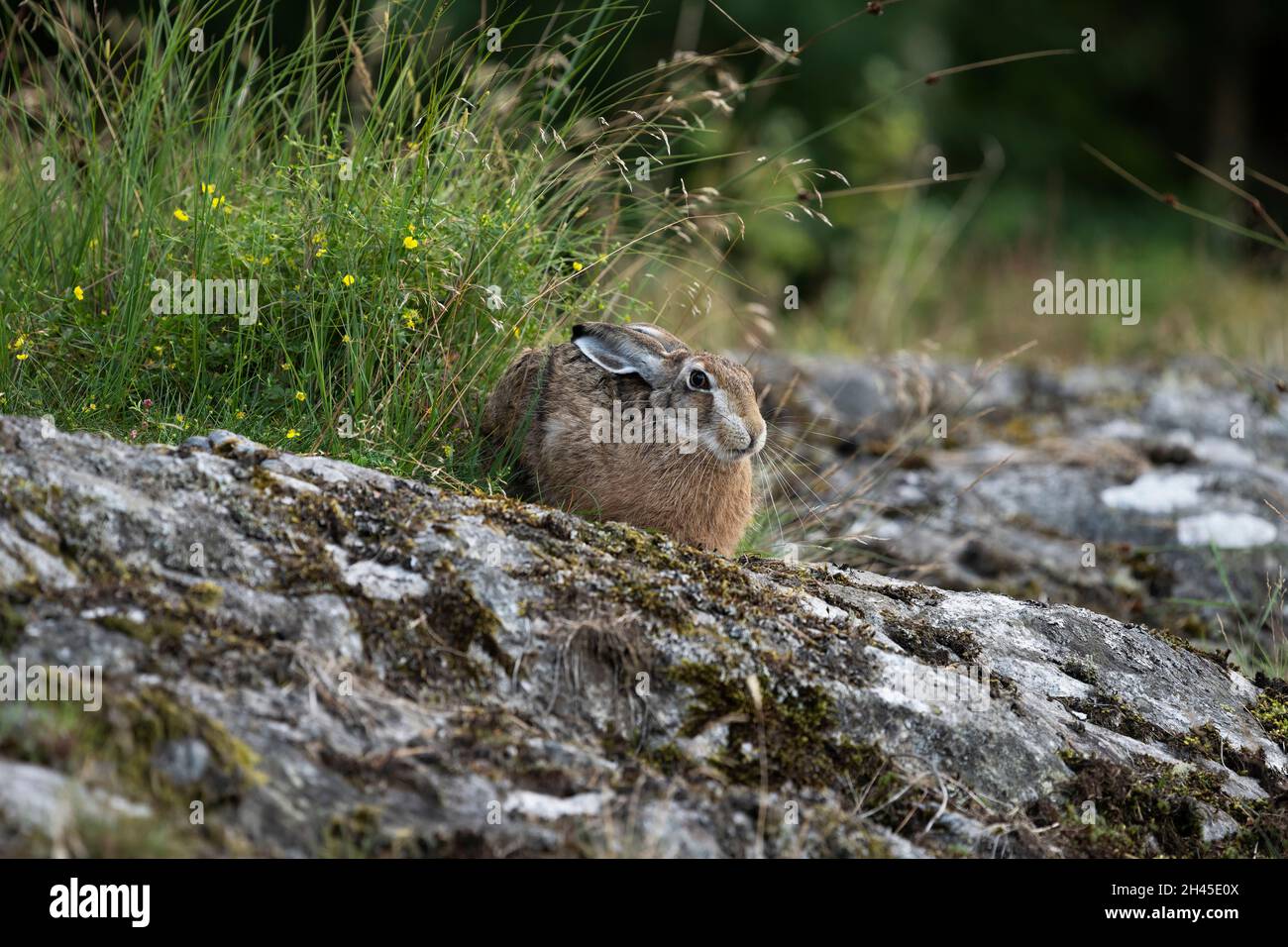 Una lepre marrone su una roccia accanto ad un po' di verde Foto Stock