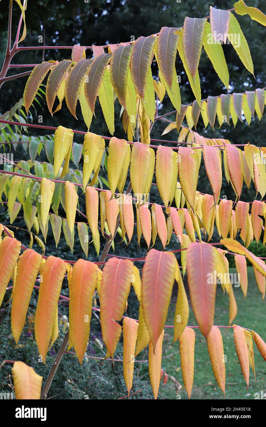 Il sumach del corno di Rhus typhina Stag – foglie grandi di colore verde medio, giallo, arancione e rosso, molto ben composte, ottobre, Inghilterra, Regno Unito Foto Stock