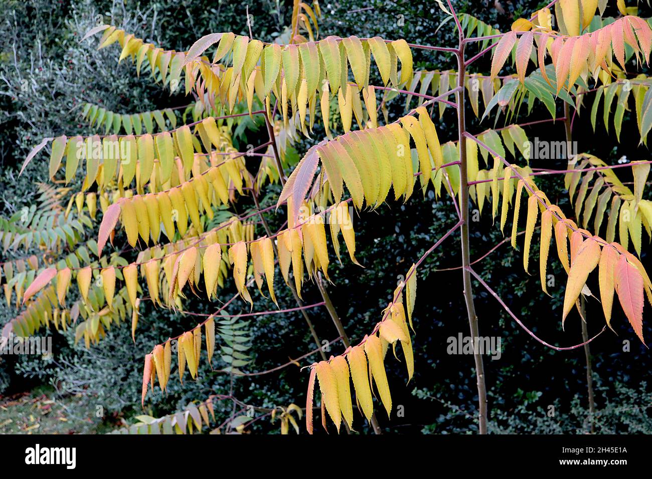 Il sumach del corno di Rhus typhina Stag – foglie grandi di colore verde medio, giallo, arancione e rosso, molto ben composte, ottobre, Inghilterra, Regno Unito Foto Stock