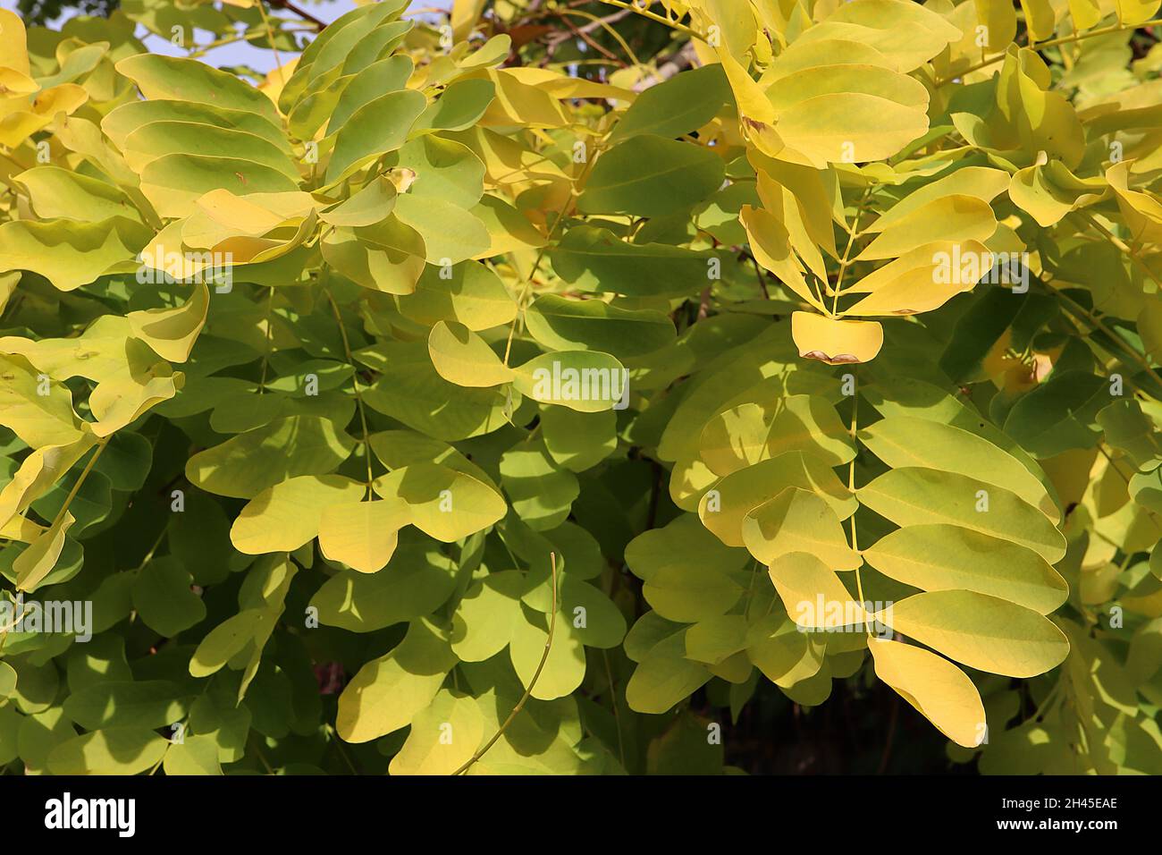 Robinia pseudoacacia nero locusto – giallo verde obovato foglie, autunno / autunno colori, ottobre, Inghilterra, Regno Unito Foto Stock