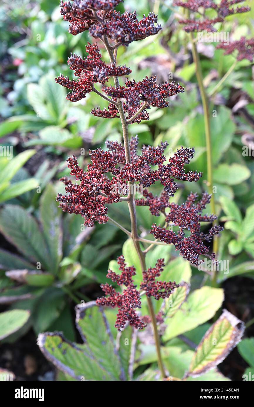 Rodgersia aesculifolia rodgersia a foglia di castagno – grappoli di teste di mare rosse e foglie mite verdi palmatamente divise, ottobre, Inghilterra, Regno Unito Foto Stock