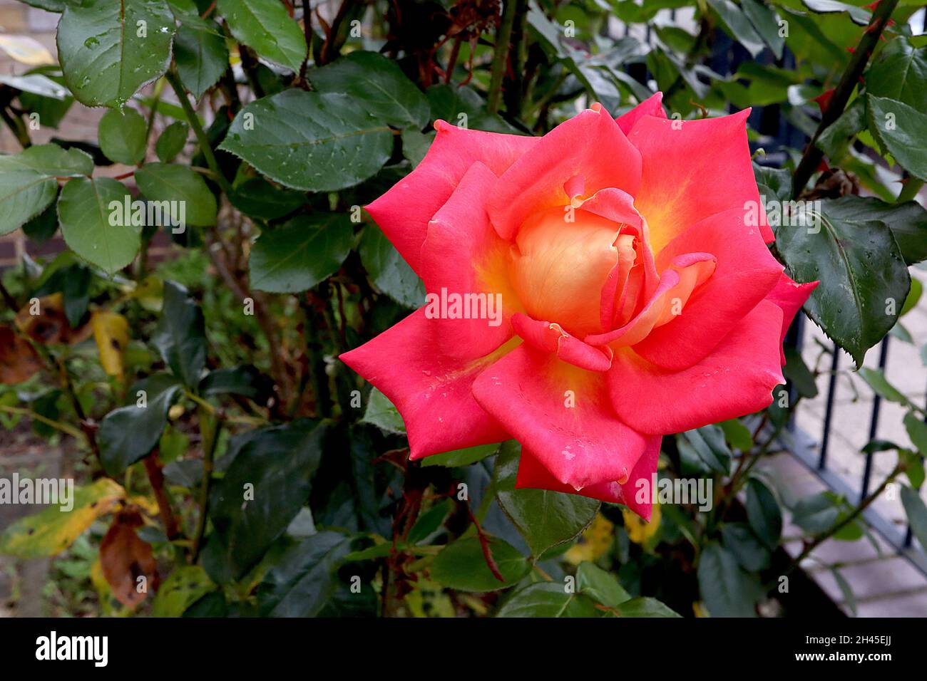 Rosa ‘Flaming Star’ (Bush rose) rosa Flaming Star – semi-doppi fiori rossi con centro giallo brillante, ottobre, Inghilterra, Regno Unito Foto Stock