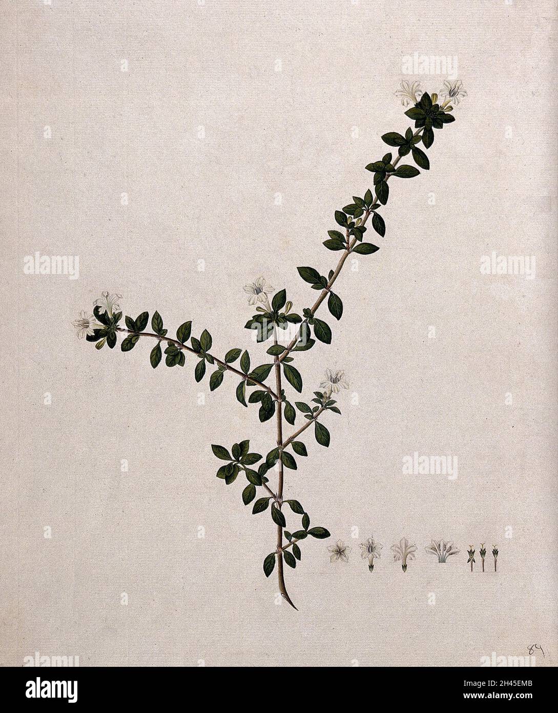Serissa japonica (Thunb.) Thunb.: Stelo fiorente e segmenti floreali. Acquerello, 17--. Foto Stock