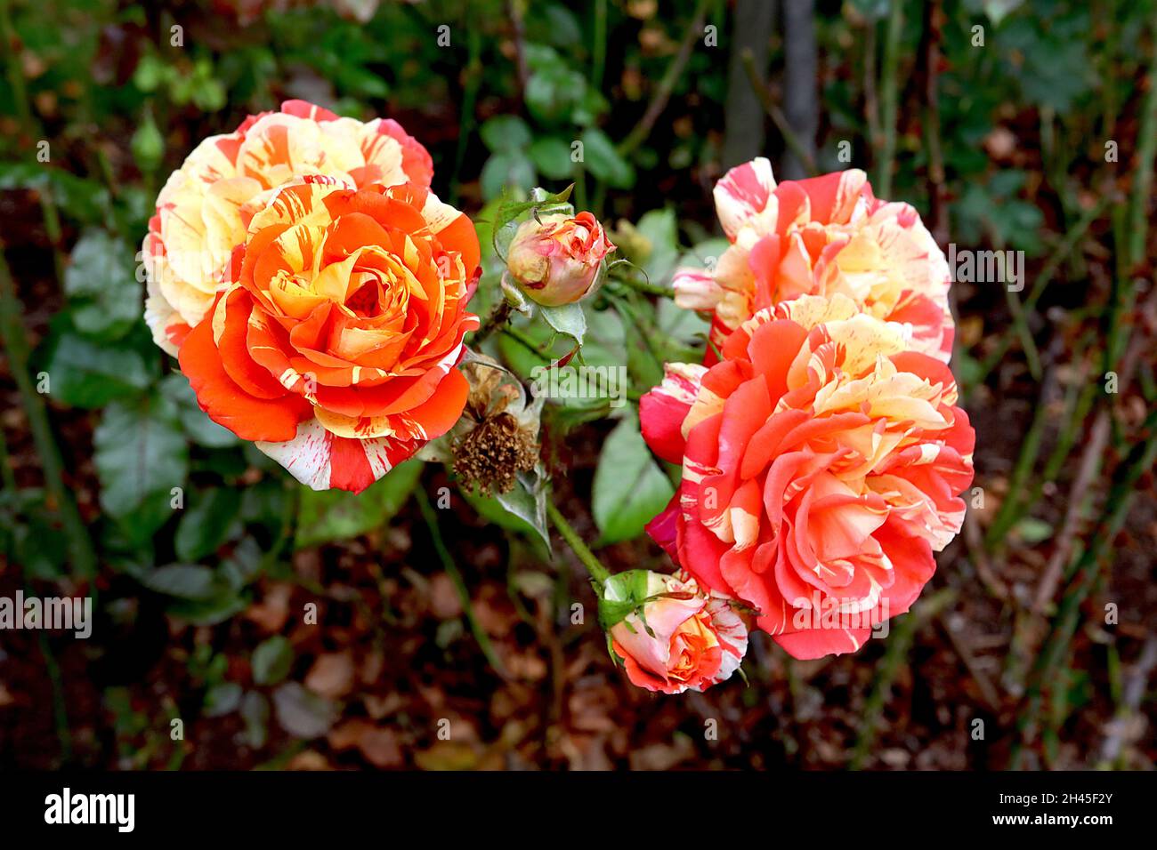 Rosa ‘arance e limoni’ (rosa floribunda) arance e limoni di rosa - fiori gialli doppi sciolti con strisce e spruzzi d’arancio, ottobre, Inghilterra, Regno Unito Foto Stock