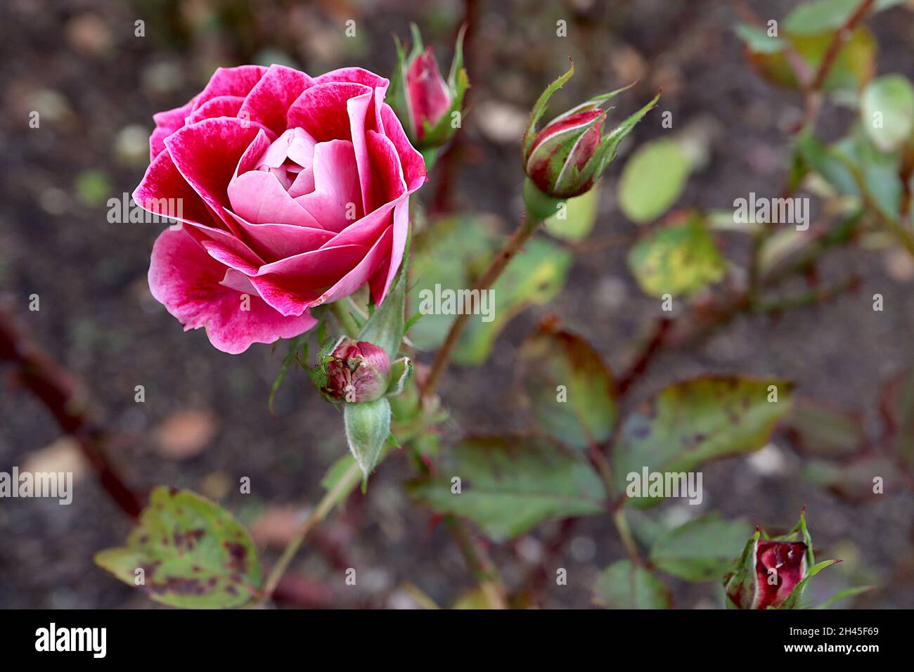 Rosa ‘Take it easy’ (rosa arbusti) rosa Take IT easy – fiori rossi a doppio scarlatto con dorso di petalo rosa pallido, ottobre, Inghilterra, Regno Unito Foto Stock