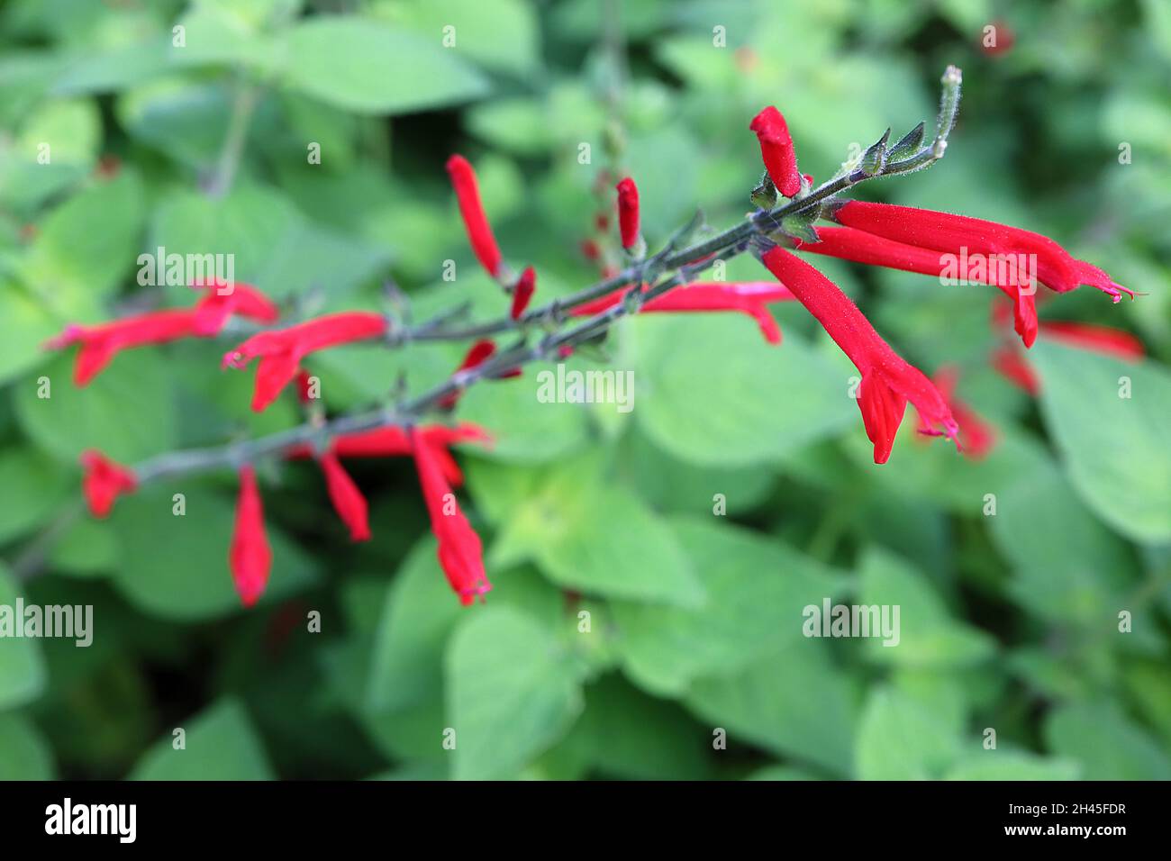 Salvia elegans ‘Honey Melon’ salvia Honey Melon – sottili fiori tubolari rossi luminosi e foglie di ovato a punta verde medio, ottobre, Inghilterra, Regno Unito Foto Stock