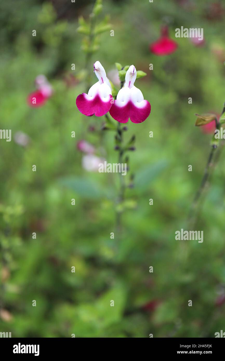 Salvia gregggii 'Amethyst Lips' salvia labbra Amethyst – semi bianco fiori viola su steli verde scuro, ottobre, Inghilterra, Regno Unito Foto Stock