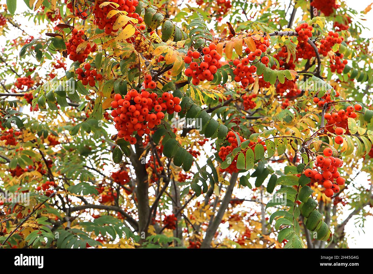 Sorbus acuparia rowan – fitti gruppi di bacche d'arancia e foglie di pinna verde scuro, ottobre, Inghilterra, Regno Unito Foto Stock