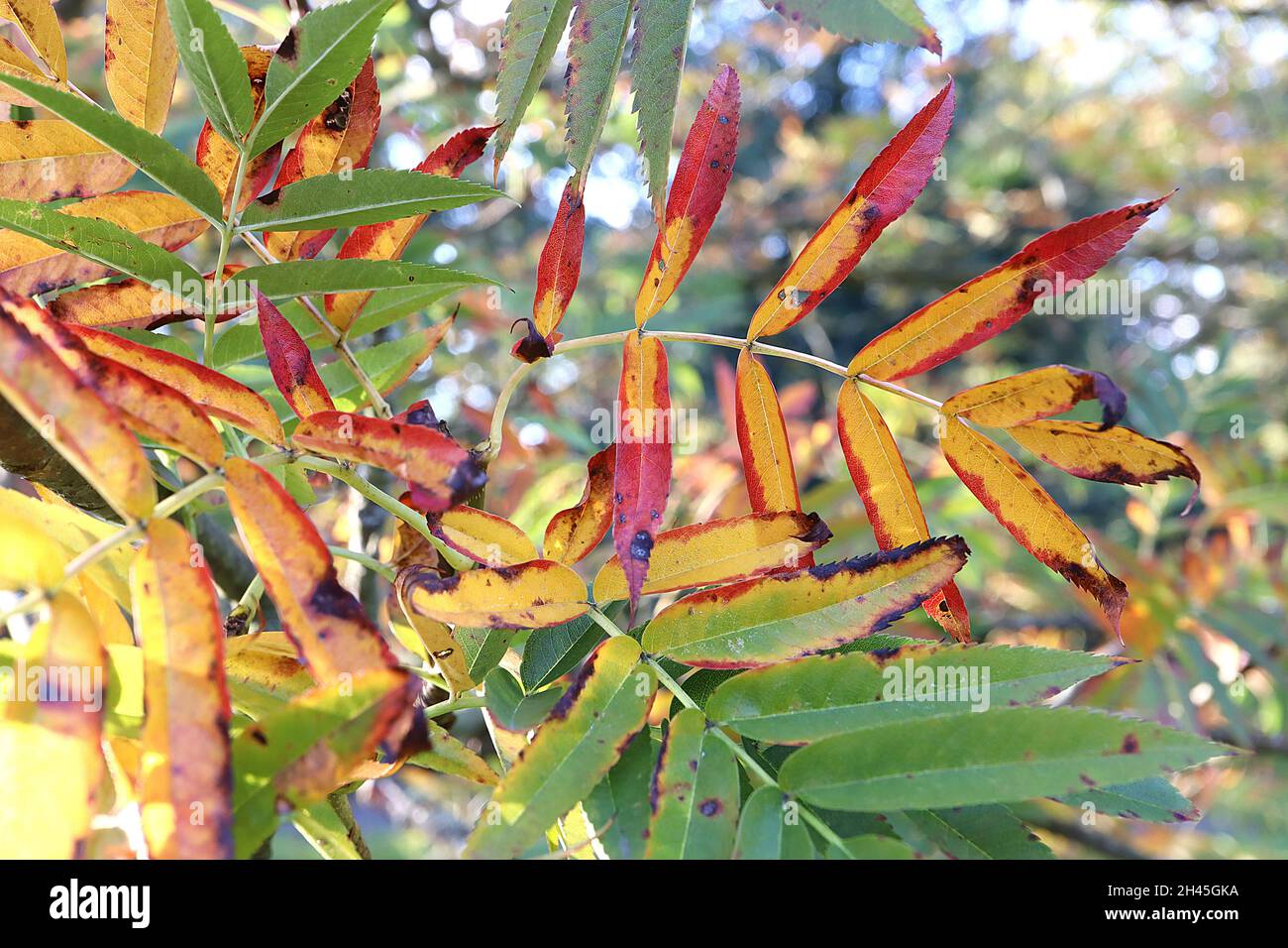 Sorbus ulleungensis Ulleung Island rowan – foglie di pinna stretta di colore arancione, rosso e verde medio, ottobre, Inghilterra, Regno Unito Foto Stock