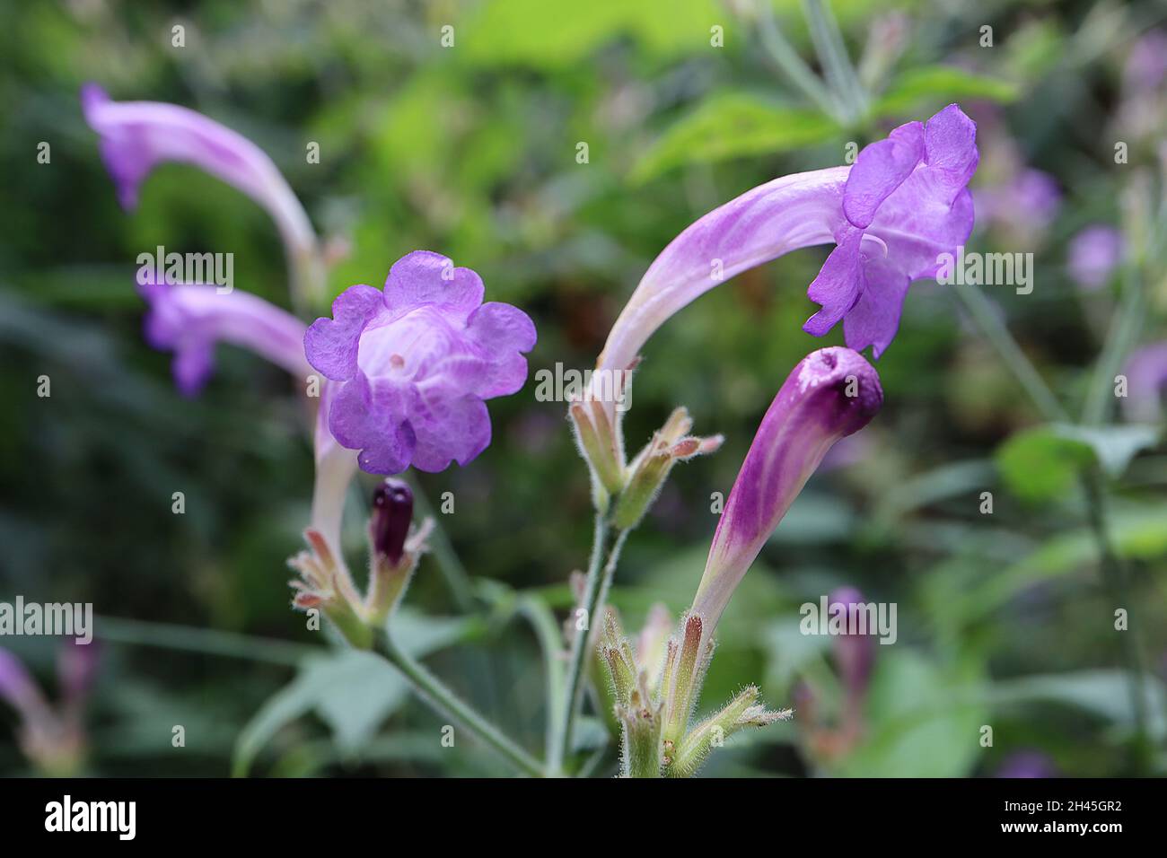 Strobilanthes wallichii hardy scudo persiano – fiori viola con tubo bianco curvo, foglie a forma di lancia verde scuro, ottobre, Inghilterra, Regno Unito Foto Stock
