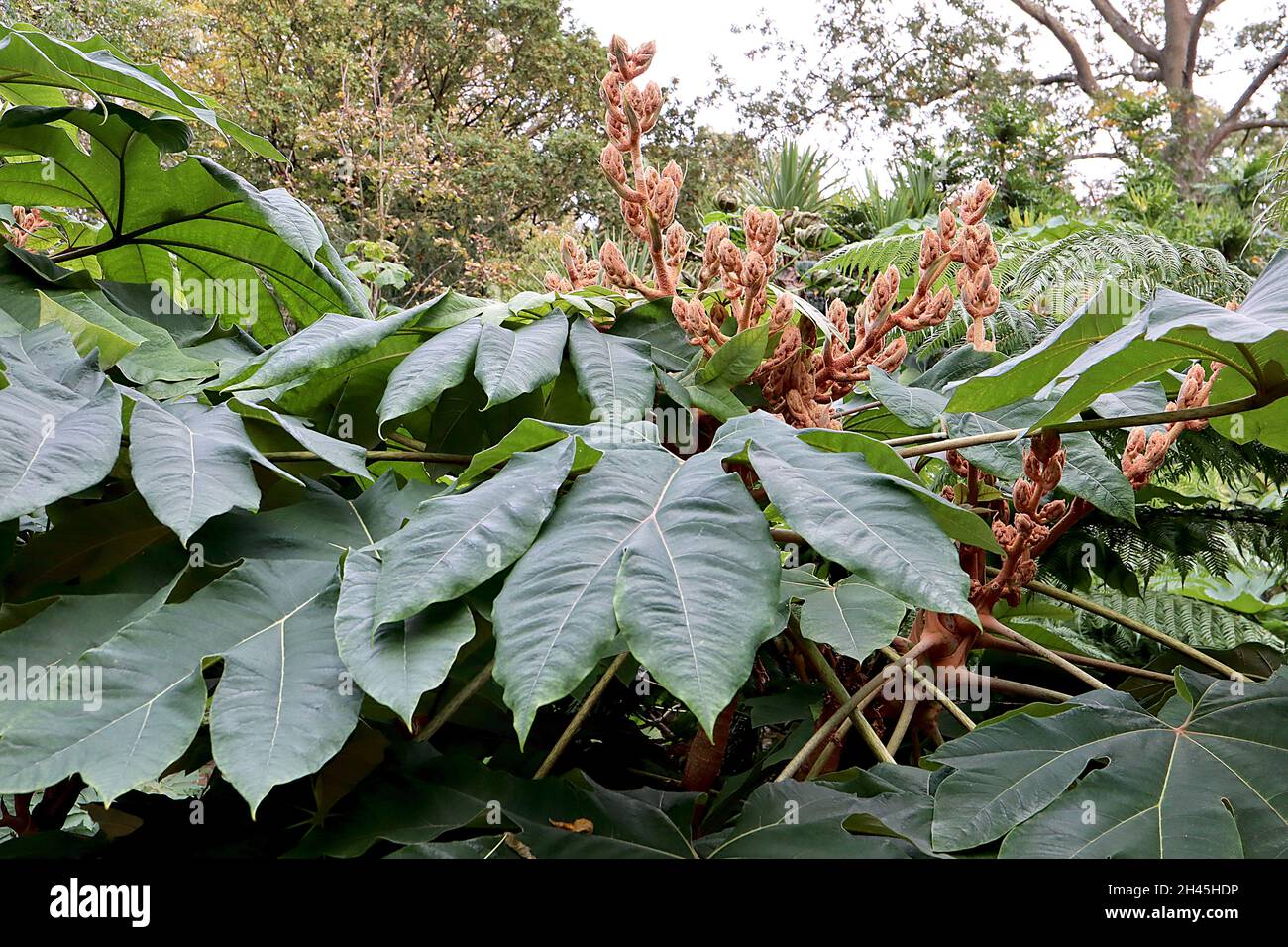 Tetrapanax papyrifer ‘Rex’ pianta cinese della carta di riso Rex – fiori fuzzy e foglie giganti profondamente lobate, ottobre, Inghilterra, Regno Unito Foto Stock