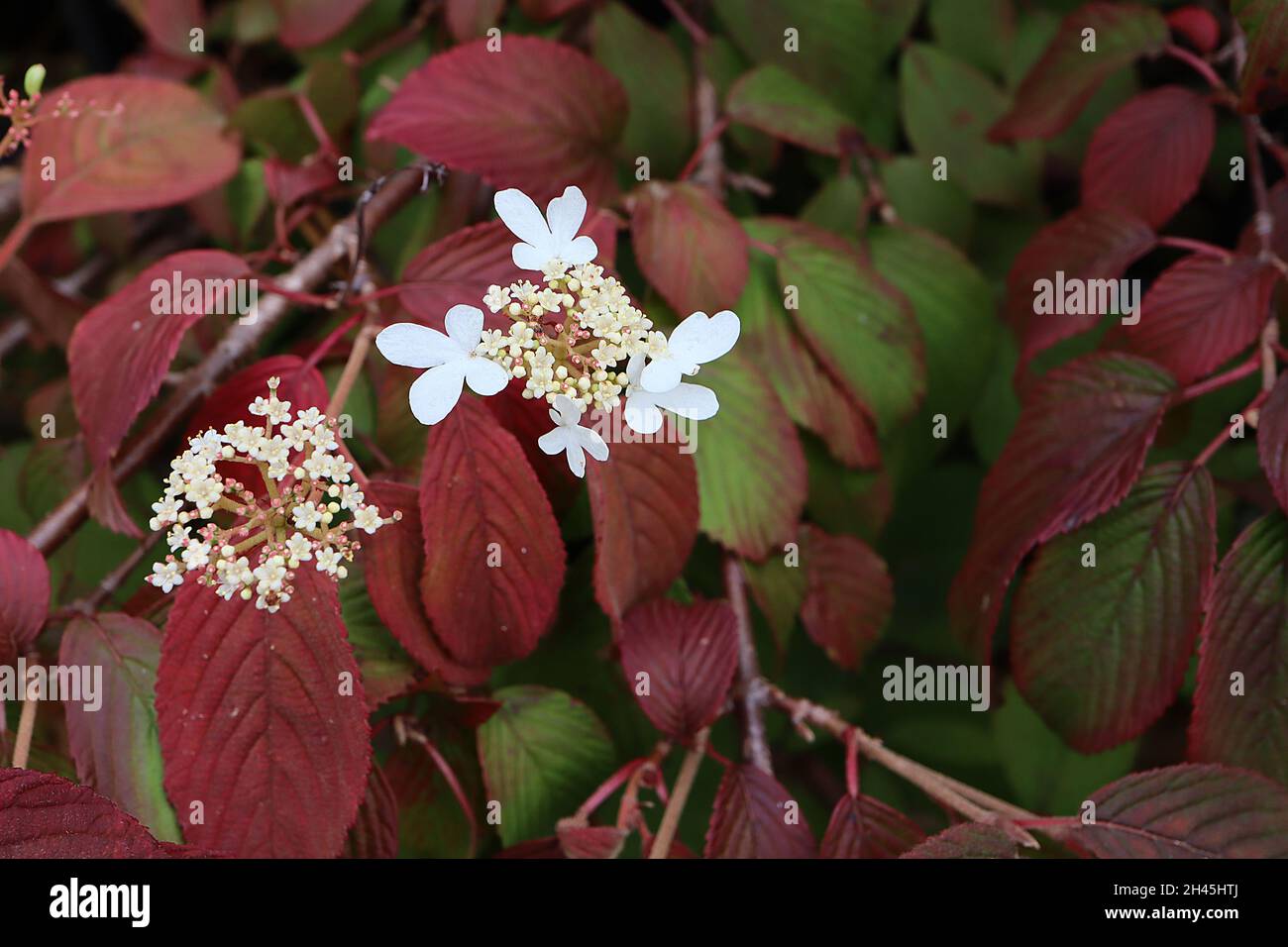 Viburnum plicatum f tomentosum «Kilimanjaro Sunrise», grappoli di fiori bianchi e foglie rosse pendolari di maroon a venatura profonda, ottobre, Inghilterra, Foto Stock