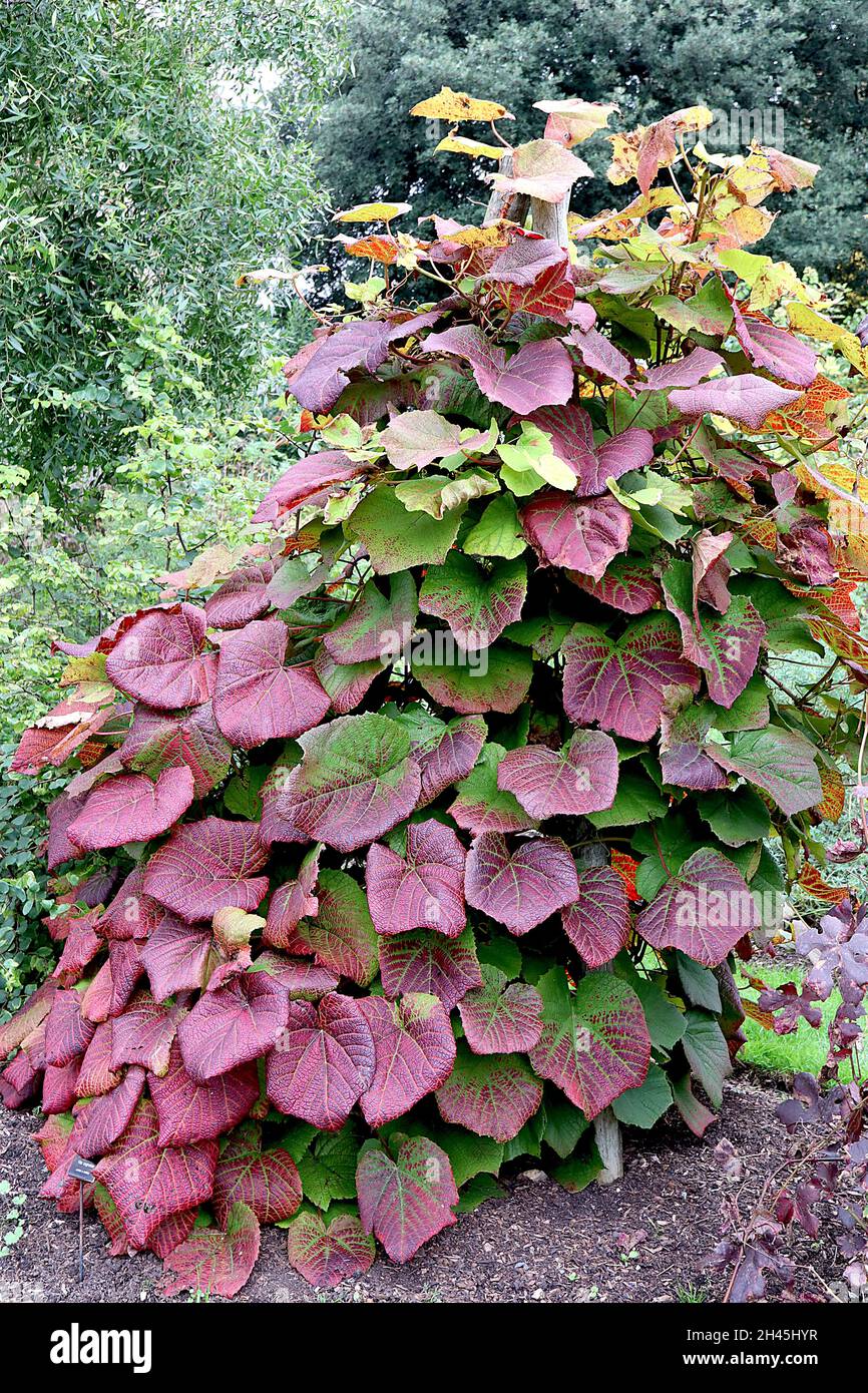 Vitis coignetiae cremisi Glory Vine – molto grande rosso scuro e verde rugoso foglie leggermente lobate, ottobre, Inghilterra, Regno Unito Foto Stock