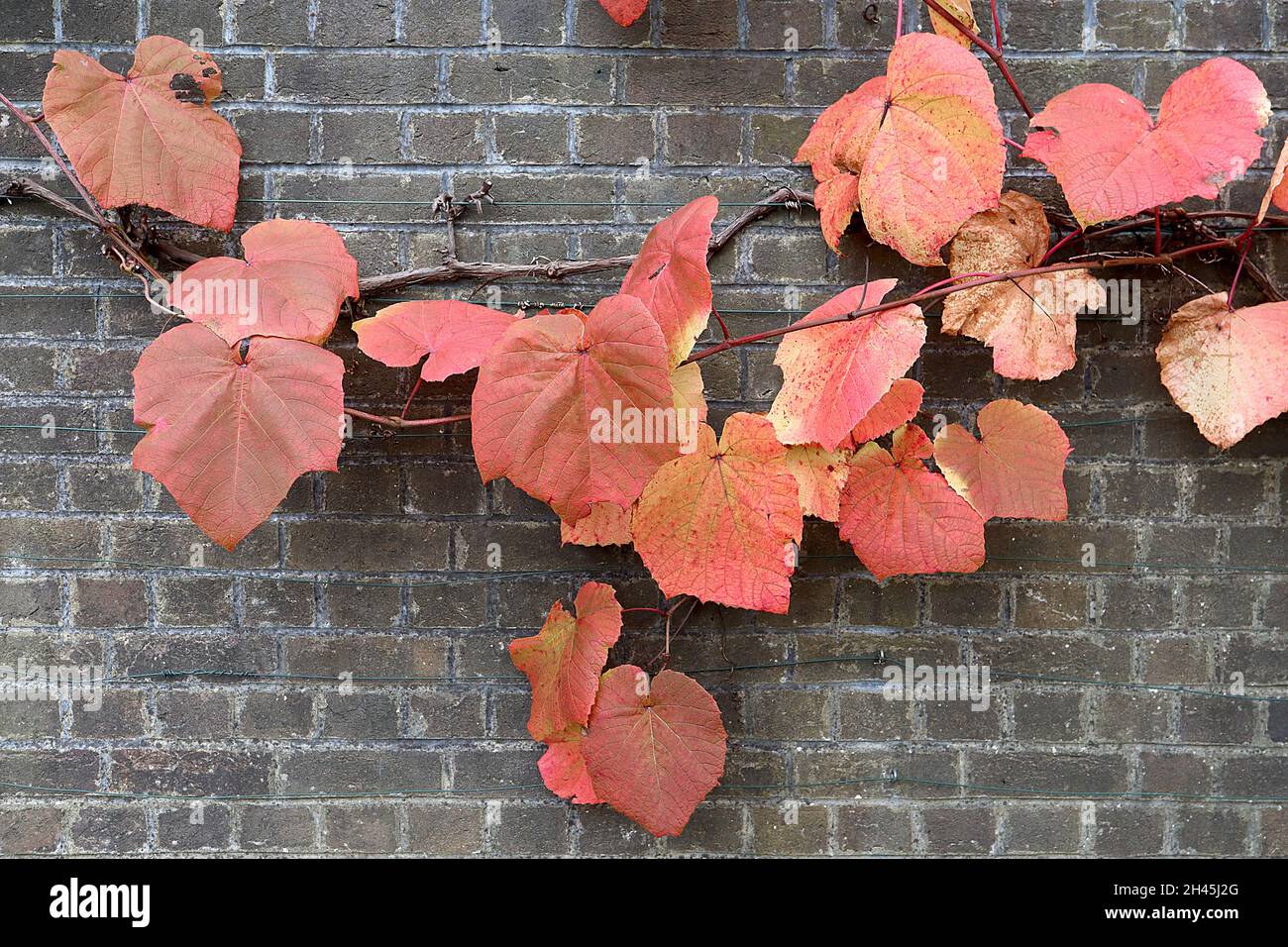 Vitis coignetiae cremisi Glory Vine – molto grande arancio rugoso foglie leggermente lobate, ottobre, Inghilterra, Regno Unito Foto Stock