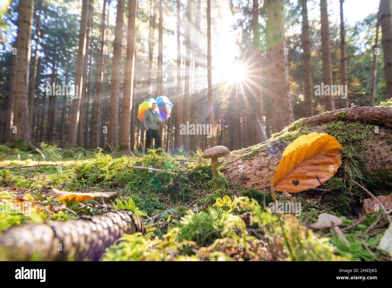Autunno foresta con un fungo a fuoco di fronte ai raggi del sole con un uomo sfocato con un ombrello colorato sullo sfondo boscoso Foto Stock