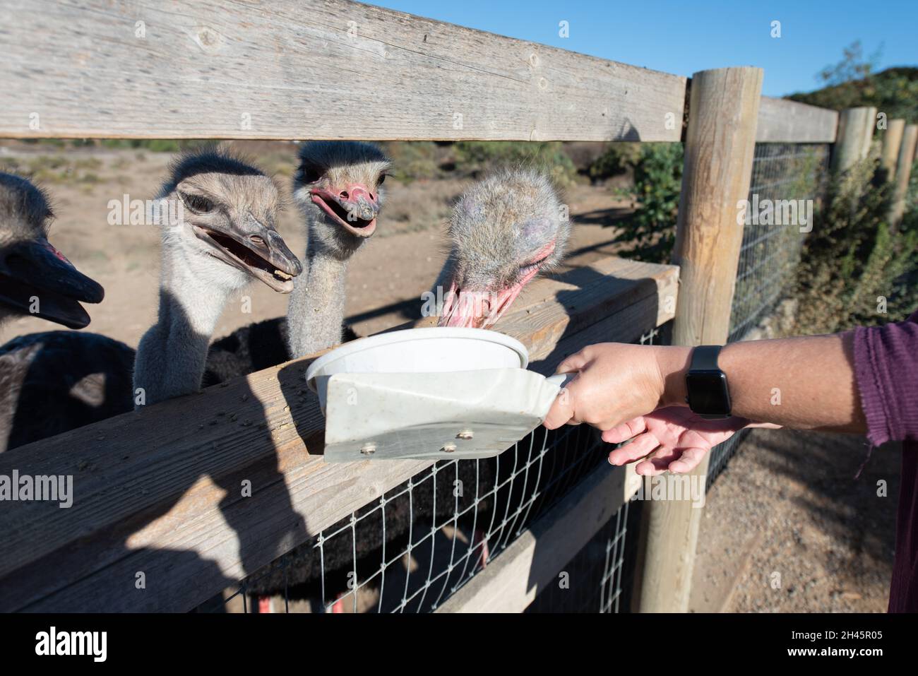 Ostriches desiderosi e affamati aspettano con le beaks aperte per un'occasione mangiare fuori della padella del cibo tenuta dalle mani. Foto Stock