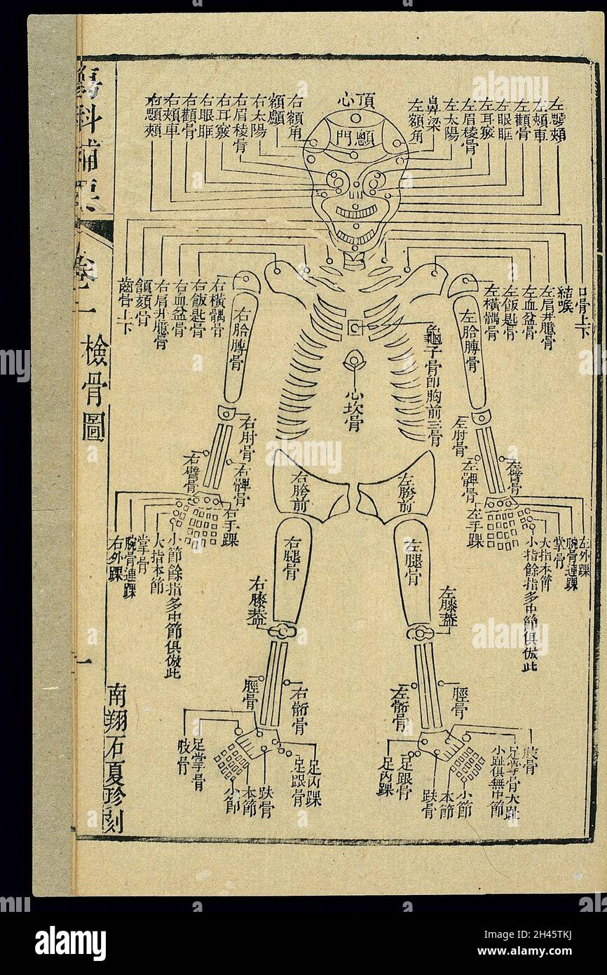 Taglio del legno C19 cinese: Grafico forense dello scheletro (fronte) Foto Stock