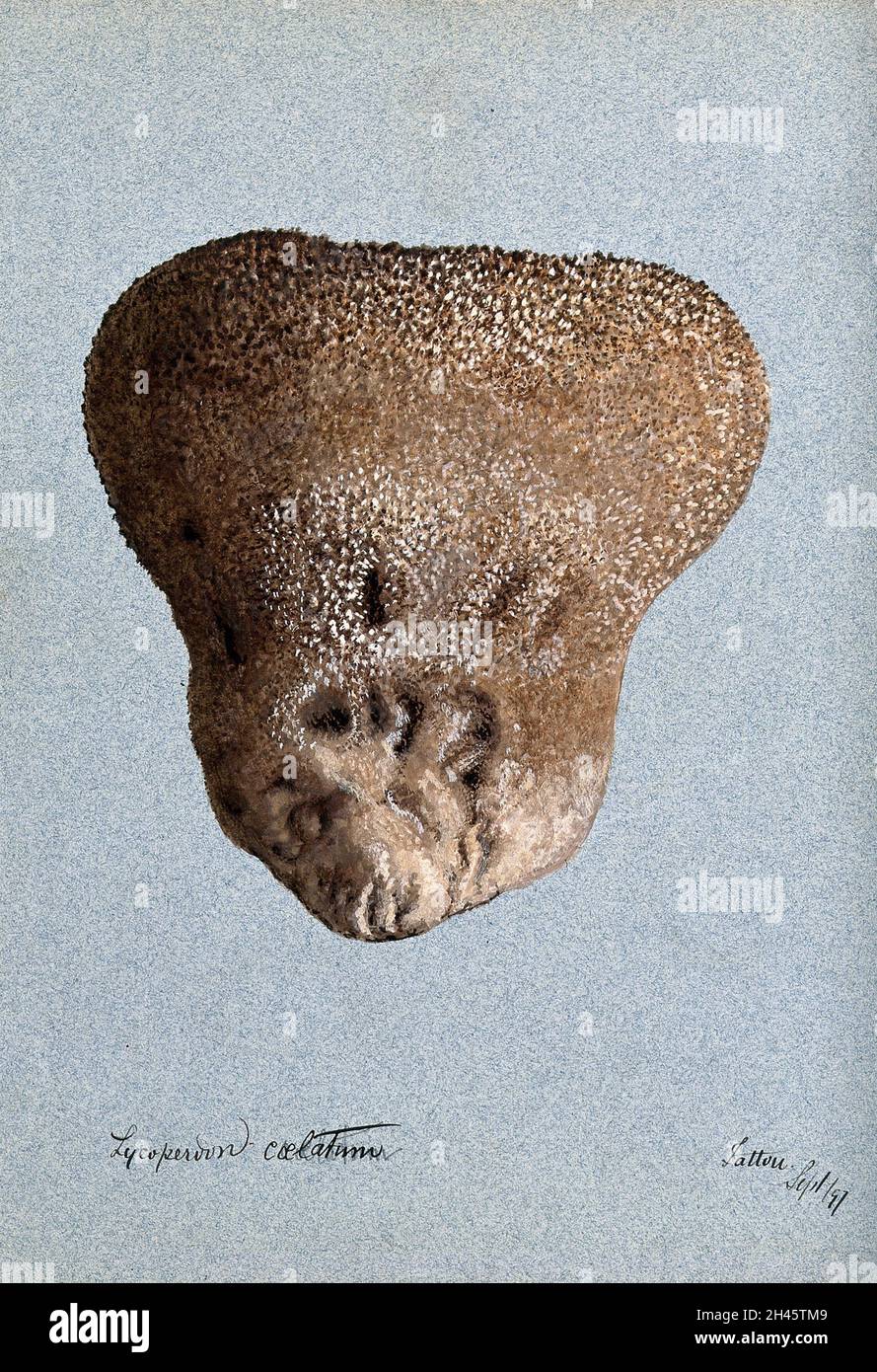 Una palla di puff (Lycooperdon specie). Acquerello, 1897. Foto Stock