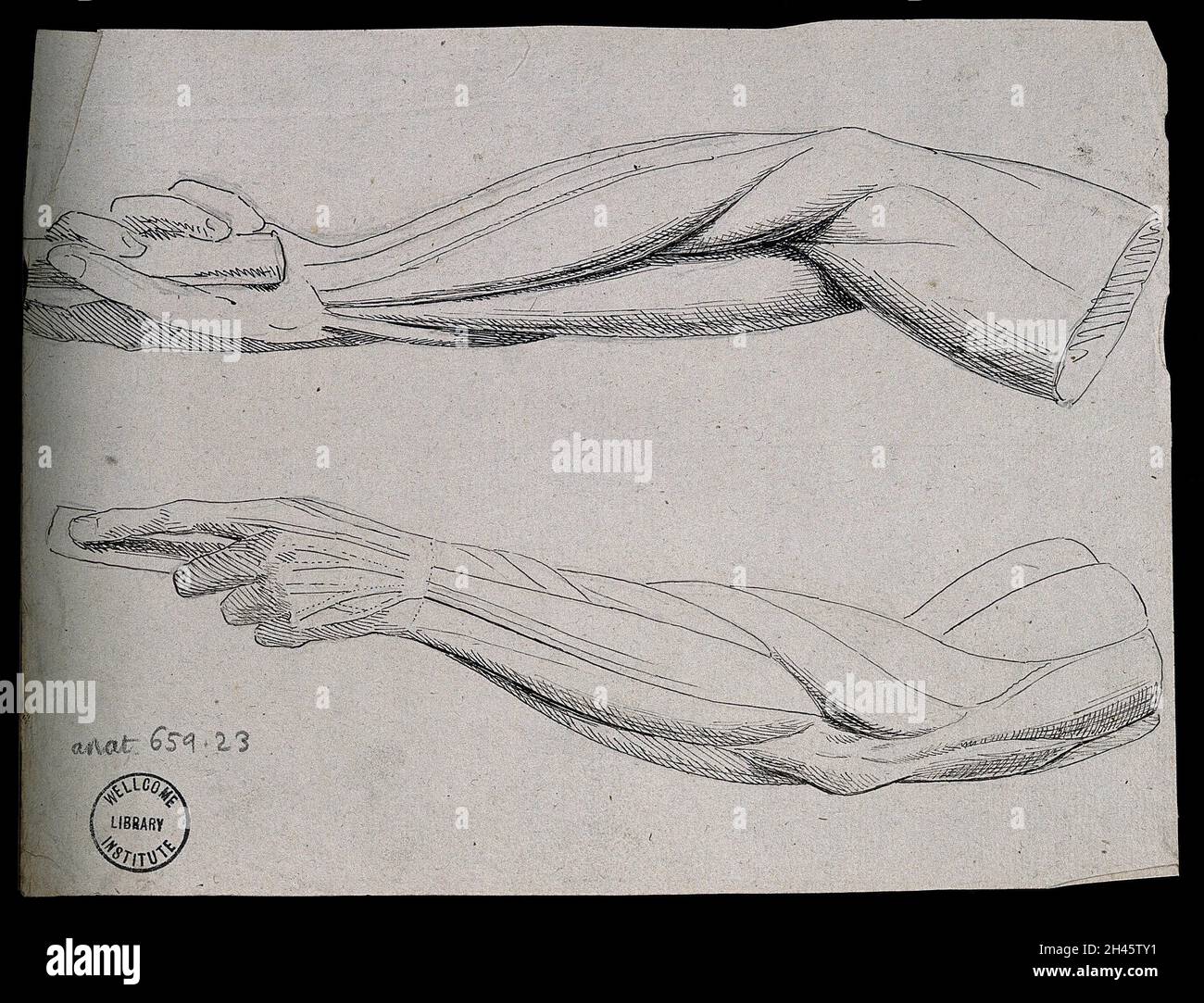 Muscoli del braccio e della mano: Quattro figure (due sul verso), che  mostrano la mano in una posa simile a quella del 'Gladiatore Borghese' di  Agasia di Efeso. Disegno penna e inchiostro