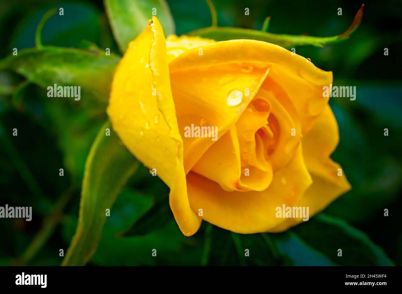Ruscelli glisten su una rosa di tè giallo (Rosa Hybrid) nel giardino, 8 aprile 2014, a Coden, Alabama. Foto Stock