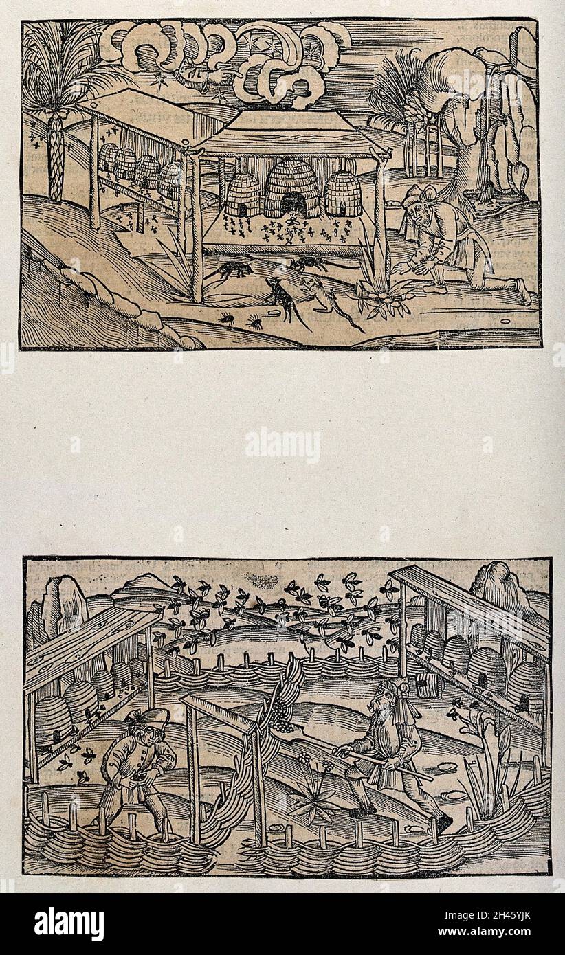 Dieci alveari su mensole di legno; due uomini che lavorano in primo piano. Taglio del legno, ca. 1502. Foto Stock