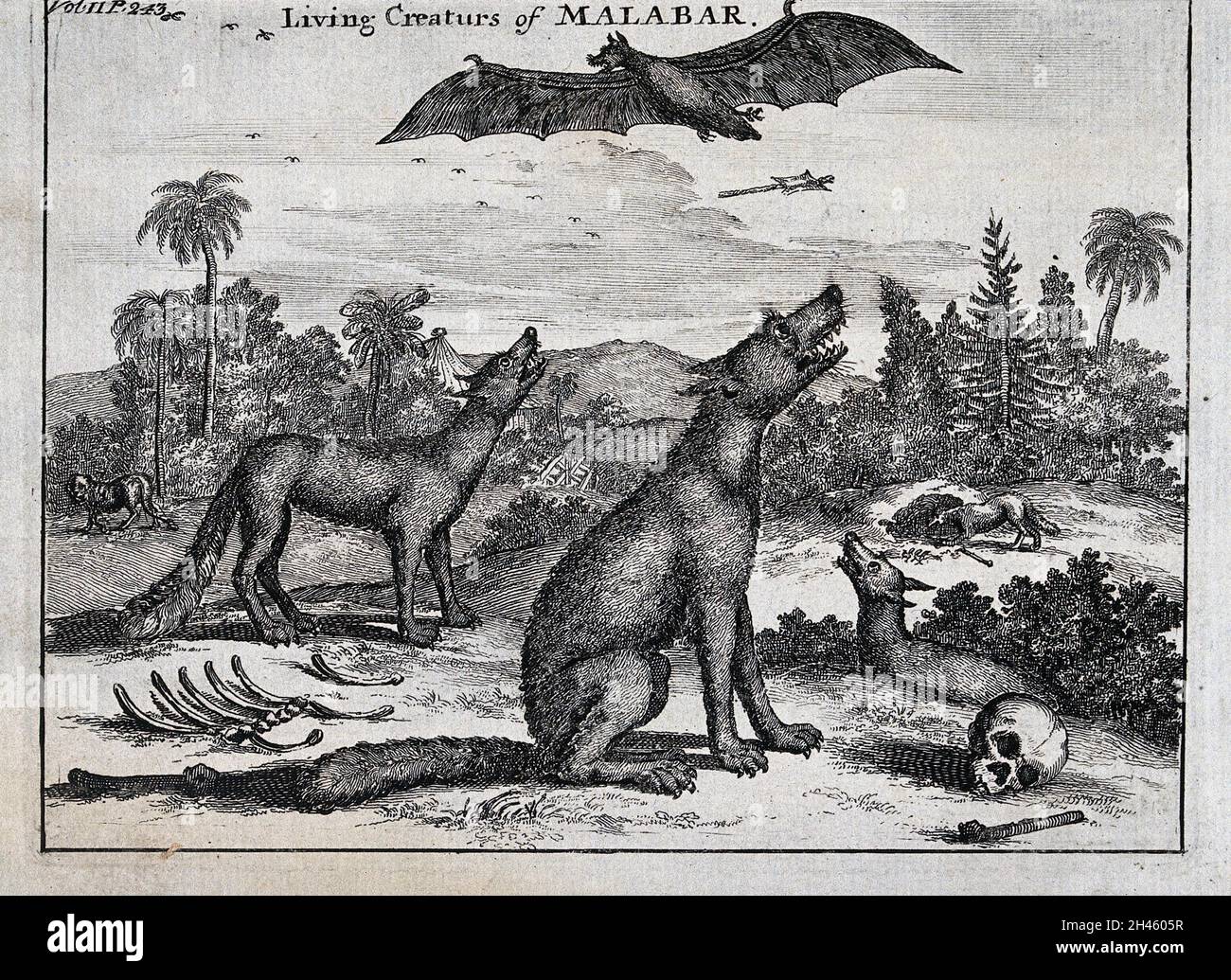 Due cani seduti accanto alle ossa umane urla ad un grande pipistrello in aria. Acquaforte. Foto Stock