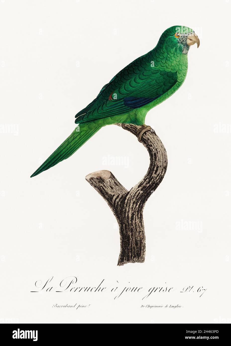 Il Parakeet gray-cheeked (Brogeris pirrhoptera) da Storia Naturale dei pappagalli (1801–1805) di Francois Levaillant. Originale della biodiversità Foto Stock