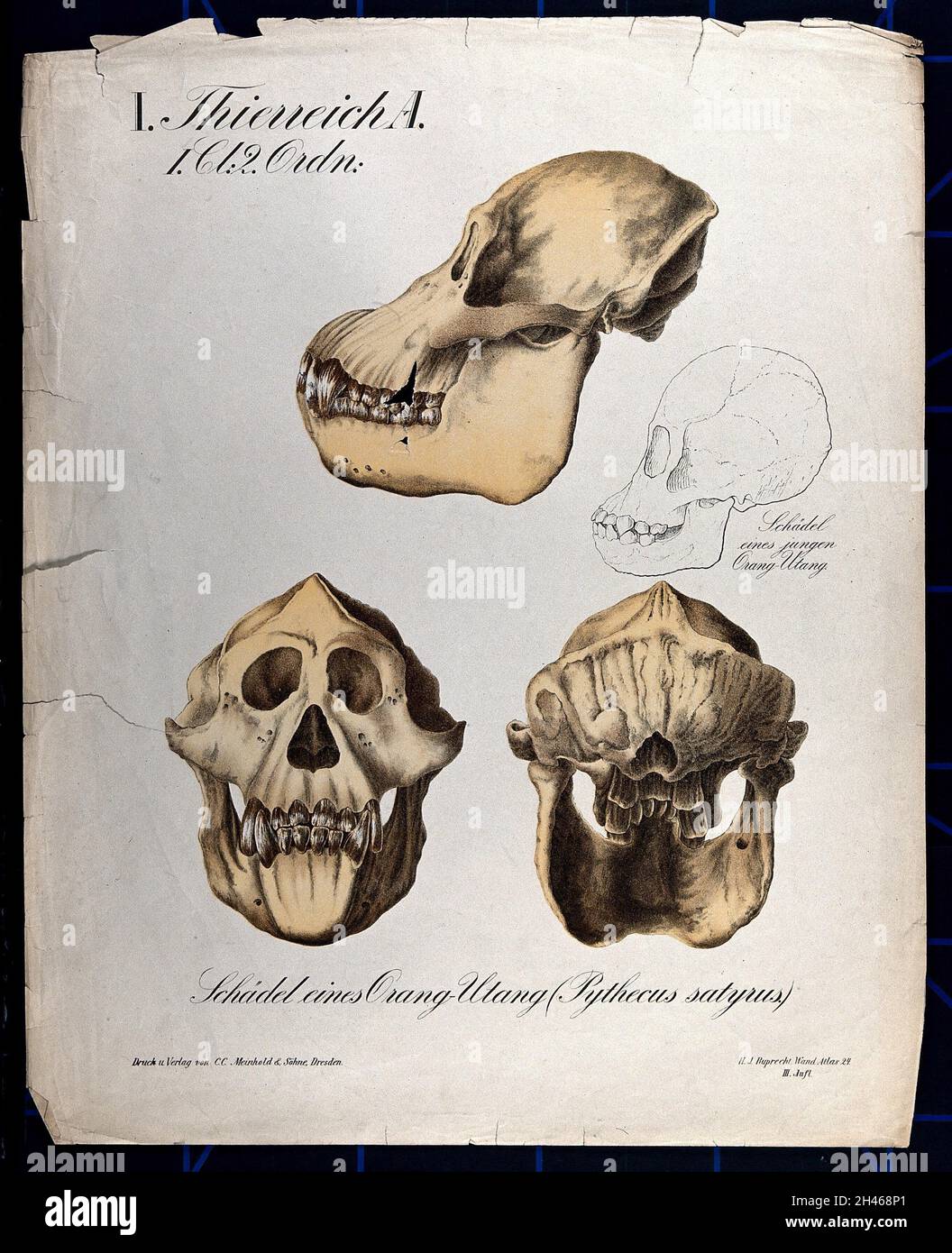 Cranio di un orang-utang: Quattro figure. Chromolithograph, 1877. Foto Stock