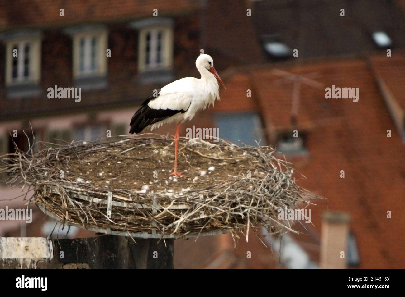 CENTRO STORICO. COLLEGIALE SAINT MARTIN. CONSTRUITE DE 1235 A 1365, LA COLLEGIALE EST UNE UVRE MAJEURE DE L'ARCHITECTURE GOTHIQUE EN ALSACE. A L'AU Foto Stock
