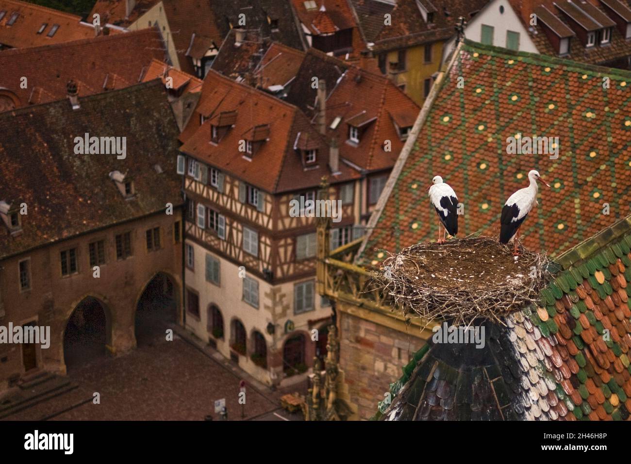 CENTRO STORICO. COLLEGIALE SAINT MARTIN. CONSTRUITE DE 1235 A 1365, LA COLLEGIALE EST UNE UVRE MAJEURE DE L'ARCHITECTURE GOTHIQUE EN ALSACE. A L'AU Foto Stock