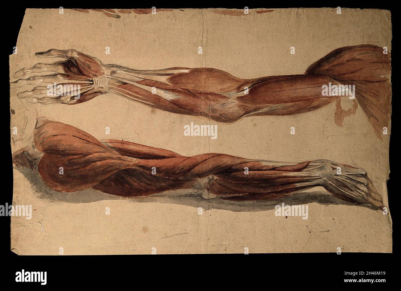Muscoli e tendini della parte superiore del braccio: Due écorchés. Acquerello, 18--(?). Foto Stock