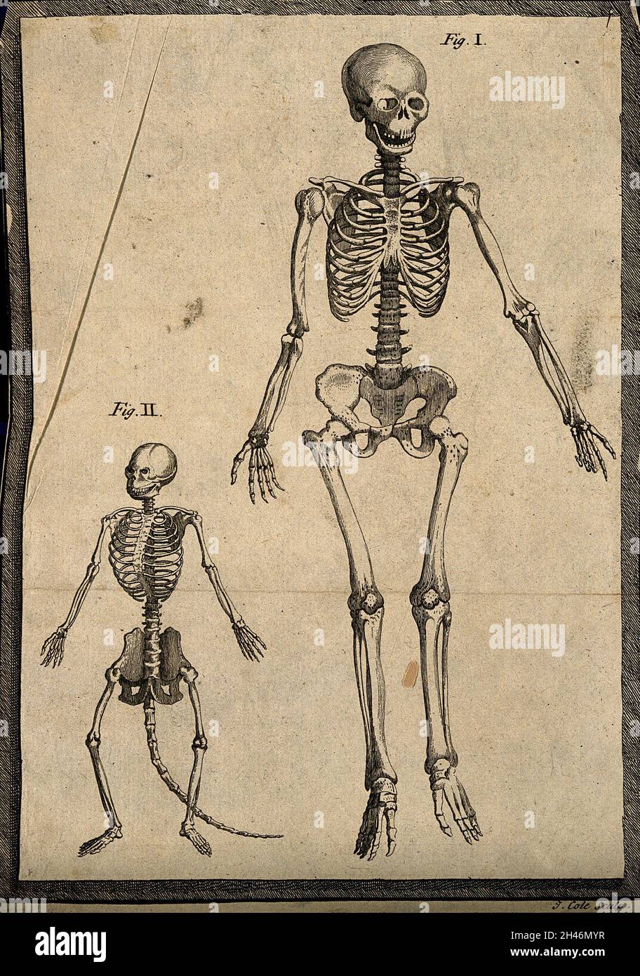 Scheletri di un uomo e una scimmia (?). Incisione di linea di J. Cole, 17--? Foto Stock