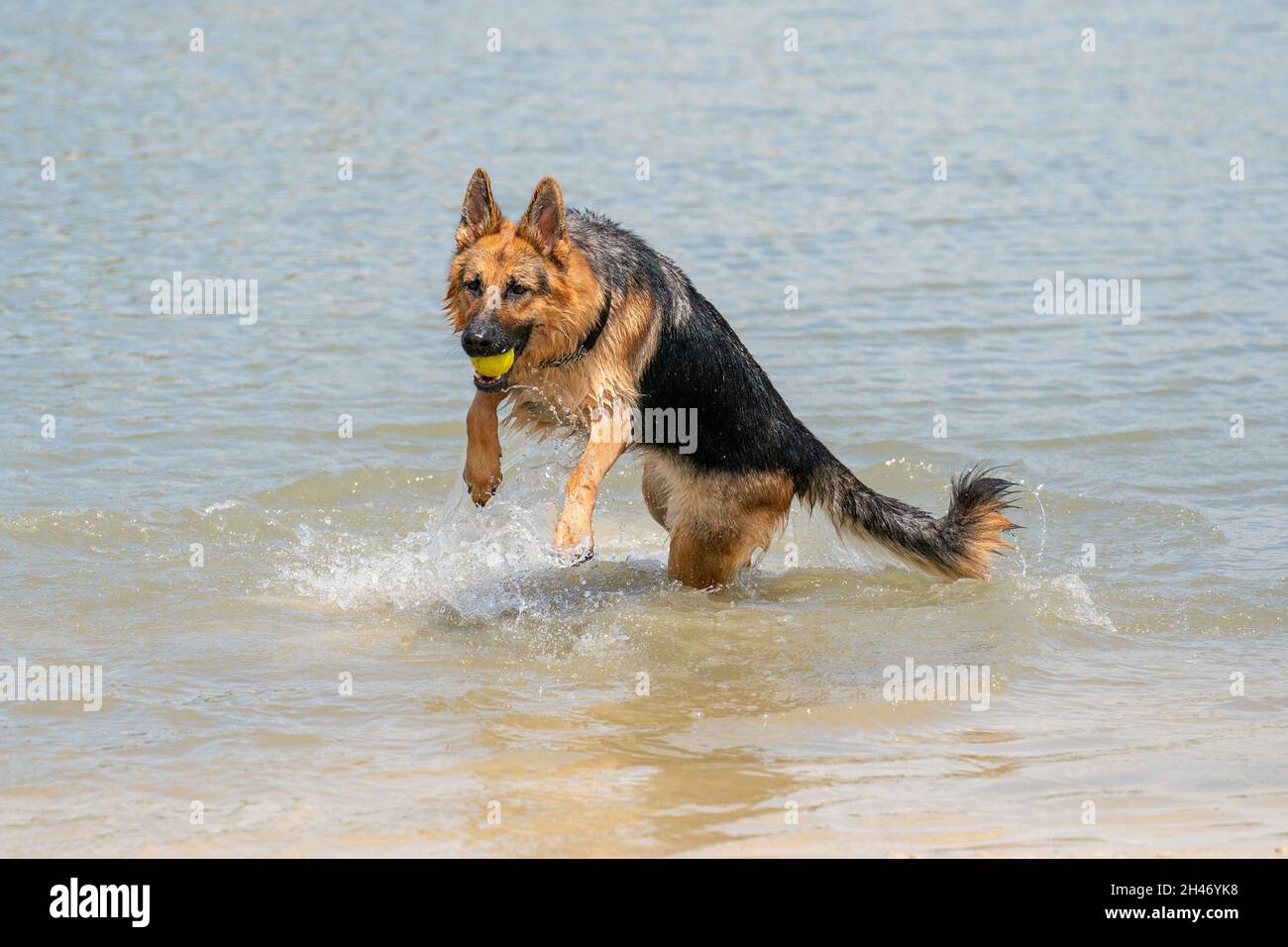Giovane buon Pastore tedesco, salta in acqua con un grande spruzzi. Il cane schizza e salta felicemente nel lago. Palla da tennis gialla in bocca. Foto Stock