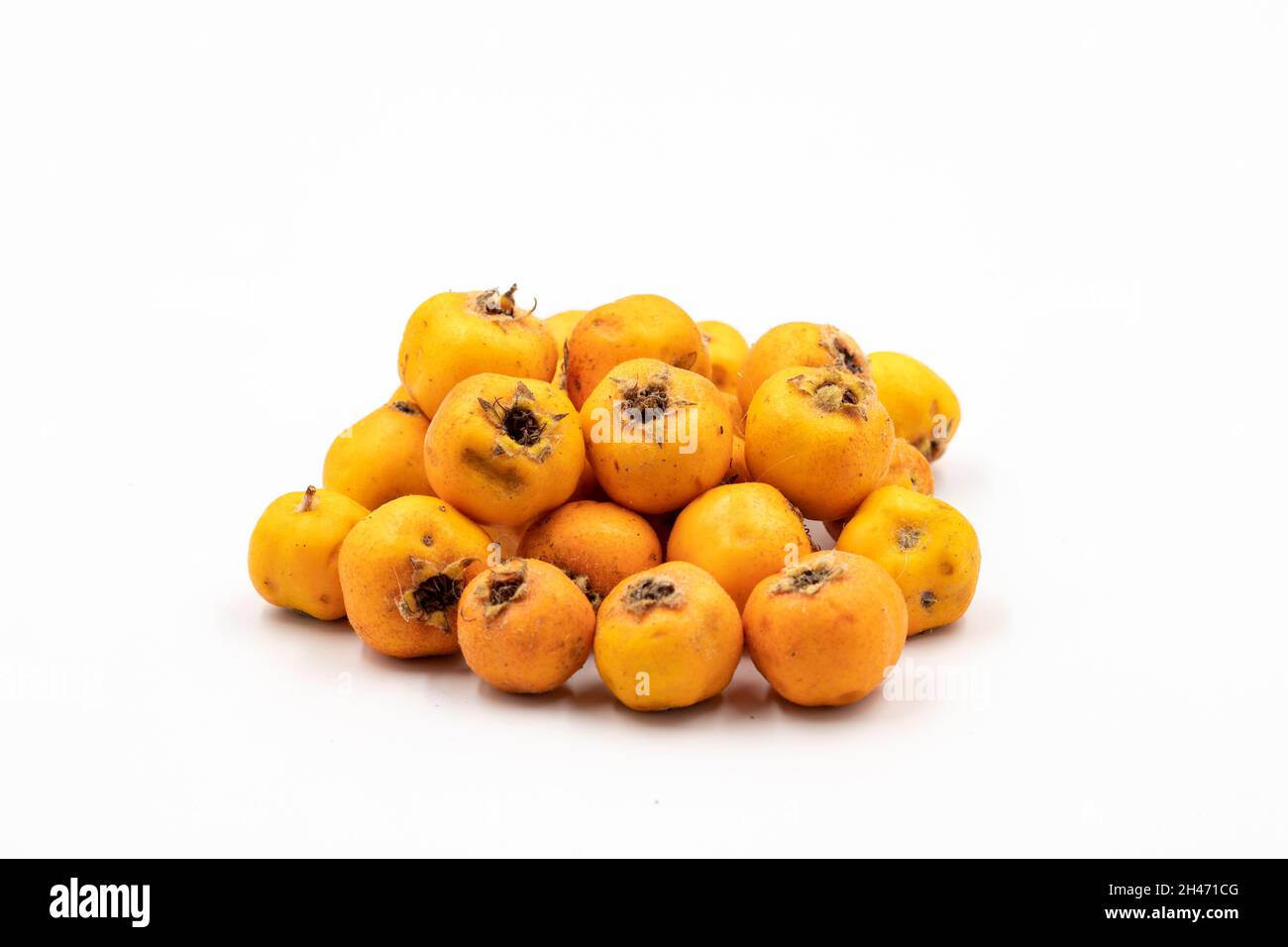 Biancospino giallo su sfondo bianco. In combinazione con un'ombra di biancospino giallo maturo. Primo piano Foto Stock