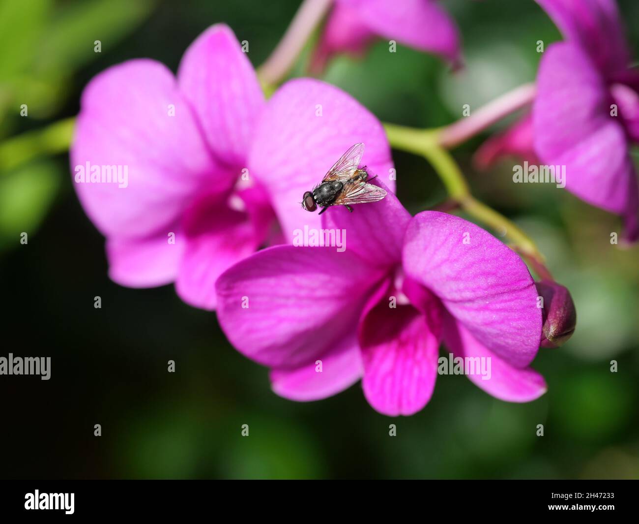 La mosca sul fiore tropicale dell'orchidea con sfondo verde naturale, insetto sul petalo dei fiori rosa e viola che fioriscono Foto Stock