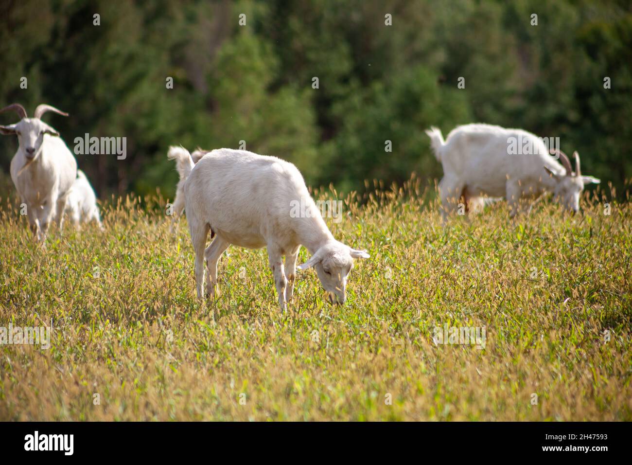Un gregge di capre si sgrana nel prato. Agricoltura. Capra auto-camminante. Pascolo fattoria. Giorno d'estate. Le capre mangiano erba Foto Stock
