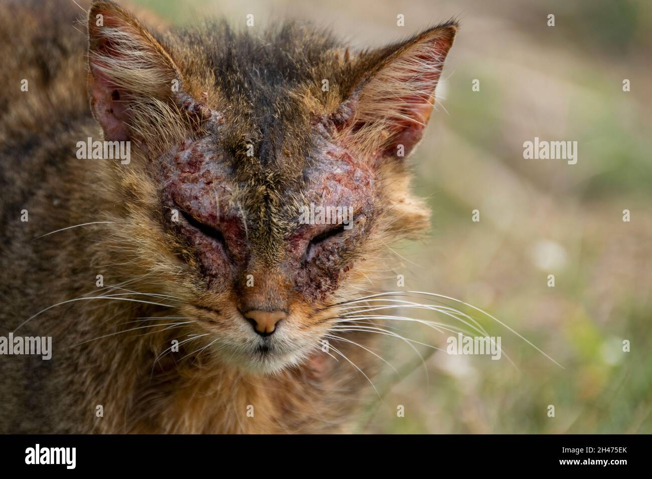 Un gatto europeo con manga notoedrica, noto anche come scabbia felino Foto Stock