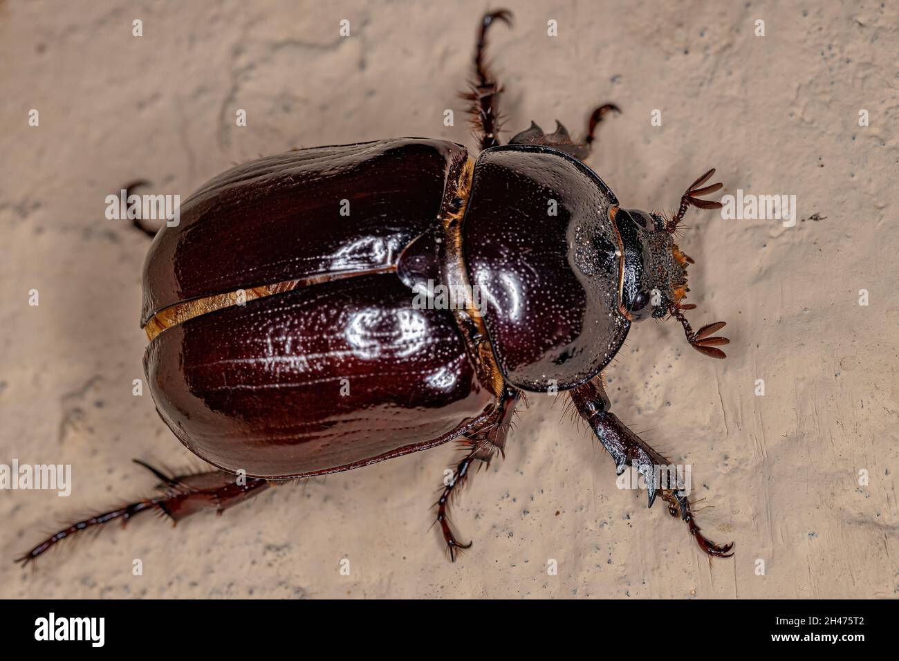 Adulto femmina Rhinoceros Beetle della sottofamiglia Dynastinae Foto Stock