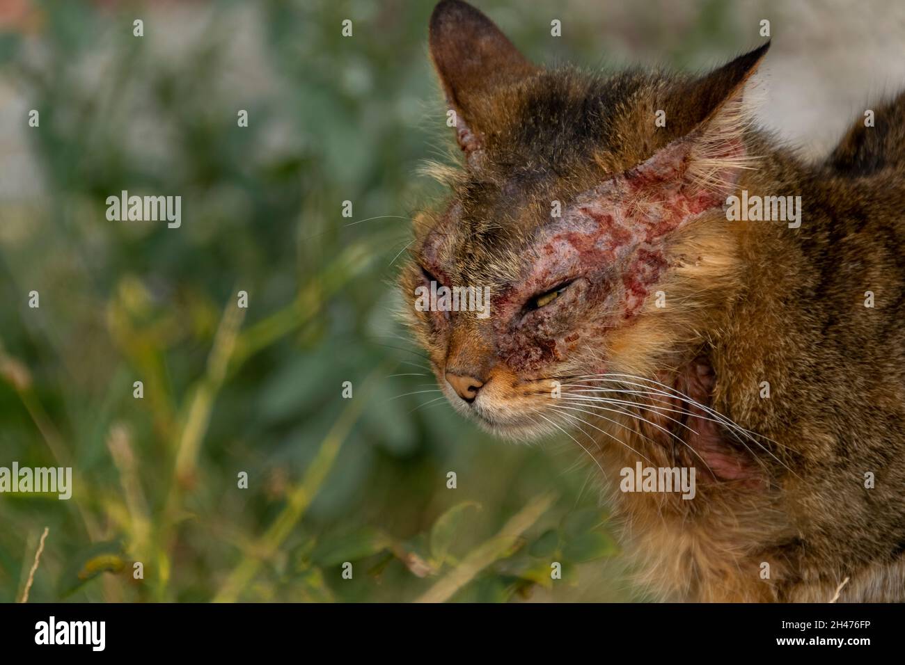 Un gatto europeo con manga notoedrica, noto anche come scabbia felino Foto Stock