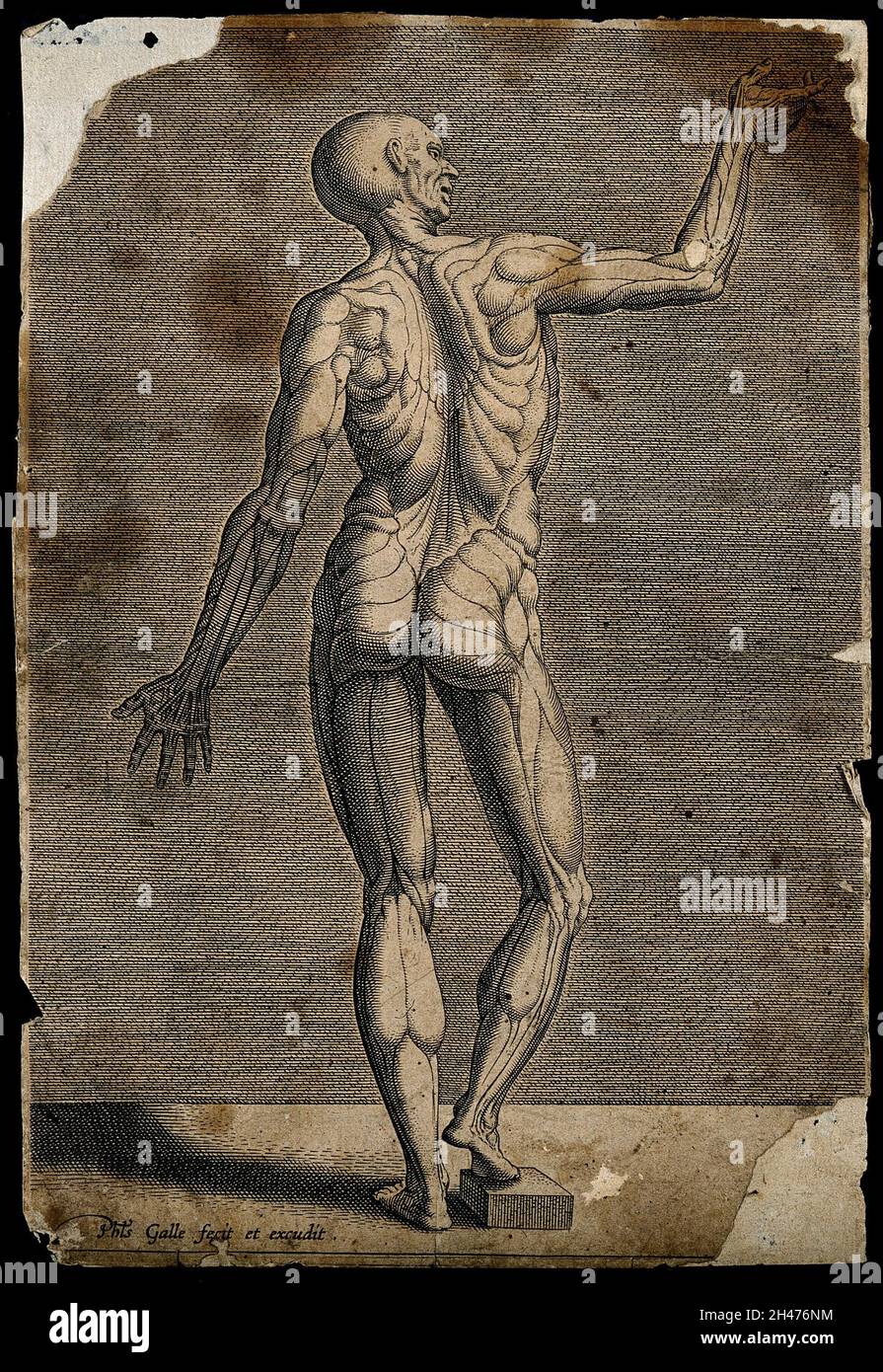 Un écorché, visto dalla parte posteriore. Incisione di Philip Galle. Foto Stock