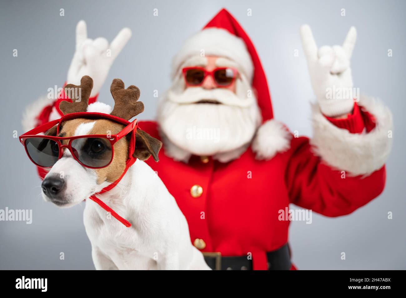 Babbo natale e l'aiutante di babbo natale in occhiali da sole su sfondo  bianco. Jack russell terrier cane in un costume da cervo Foto stock - Alamy