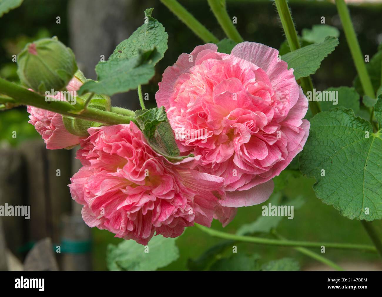 Rosa Pfinstrose Blüte Foto Stock