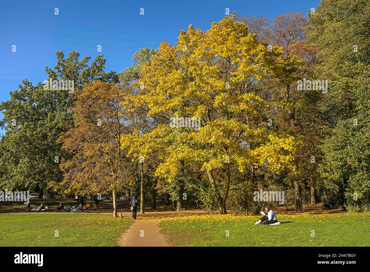 Herbst, Bäume, Rudolph-Wilde-Park, Schöneberg, Tempelhof-Schöneberg, Berlino, Germania Foto Stock